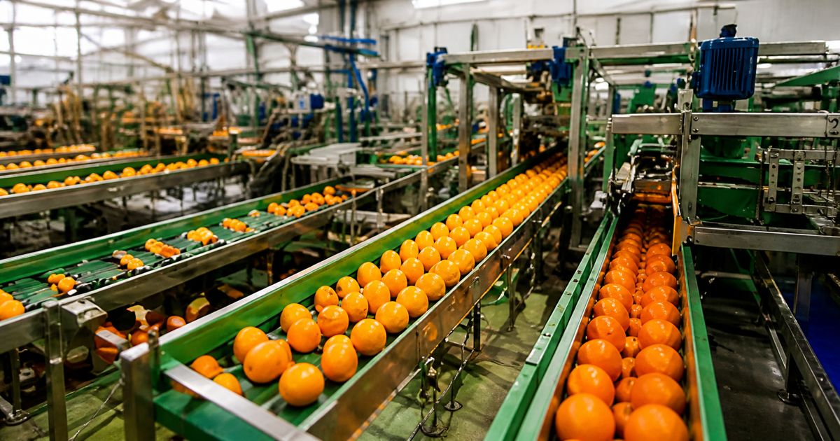 Fruit & Vegetable Sorting Stations